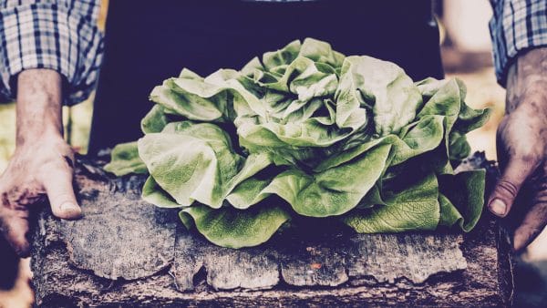Cabbage