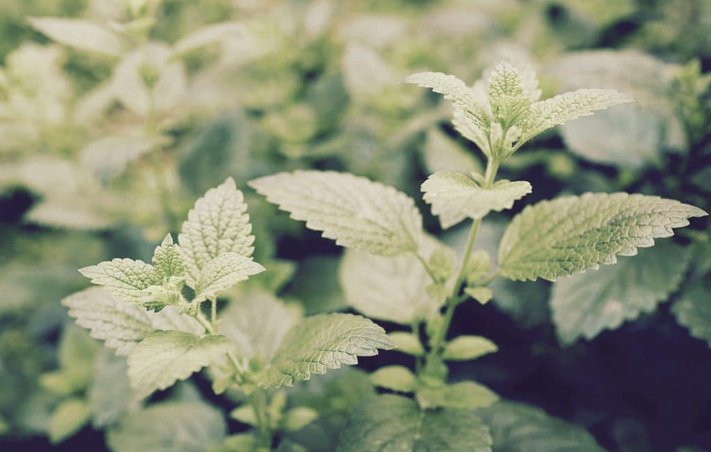 bigstock-Lemon-balm-growing-in-the-gard-193059073_CFP